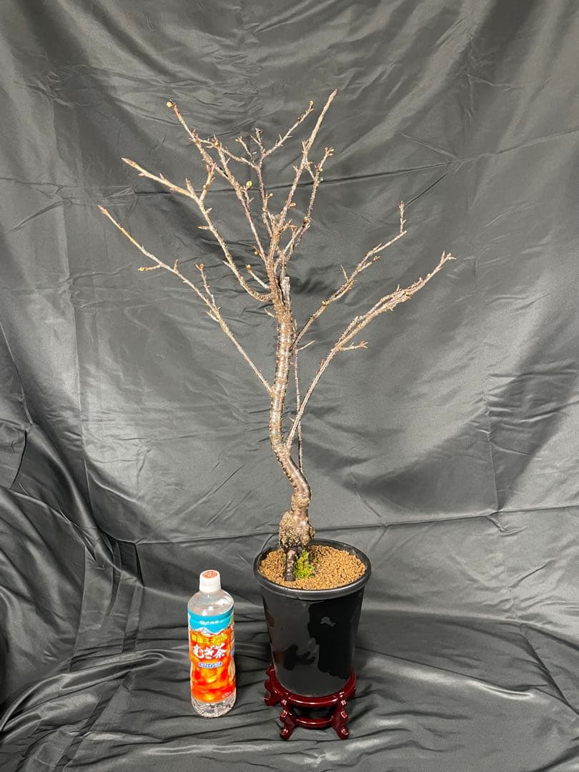 桜　河津桜　カワヅザクラ