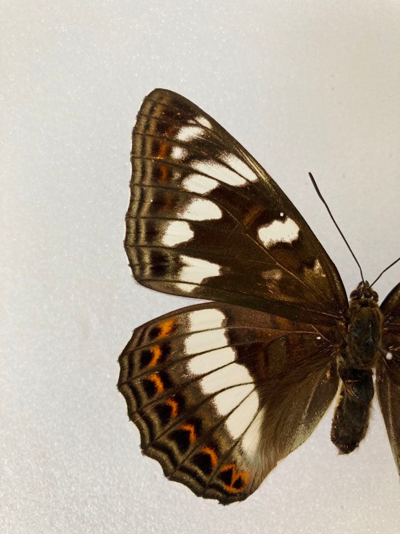 【大型85mm】オオイチモンジ（1ペア・北海道産）