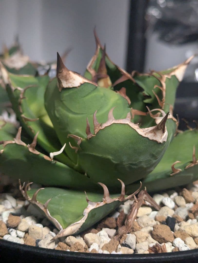 アガベ　嚴龍絲縞斑　子株　Lize血統　②