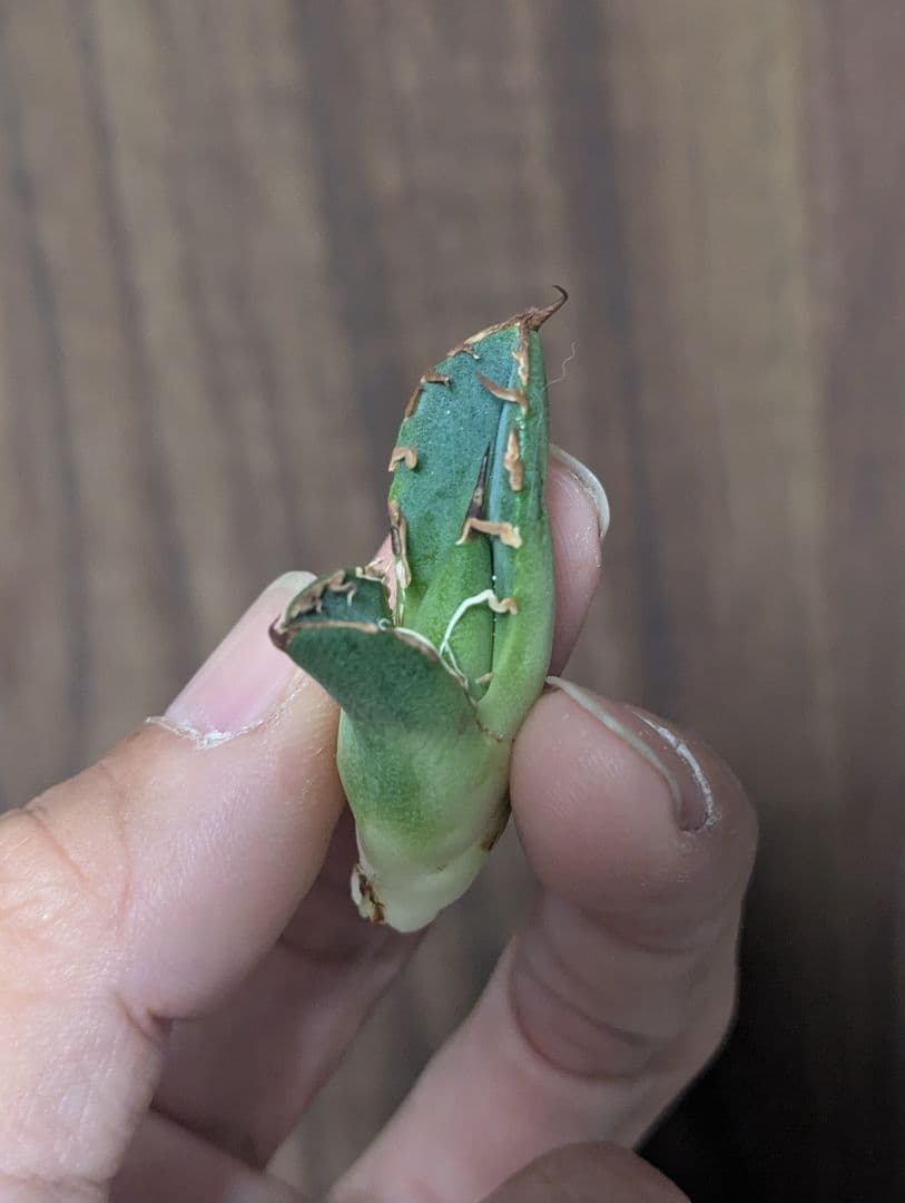 アガベ　嚴龍絲縞斑　子株　Lize血統　②