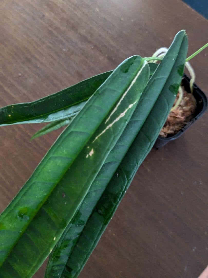 Anthurium lutheri　アンスリウム　原種　ルテリー
