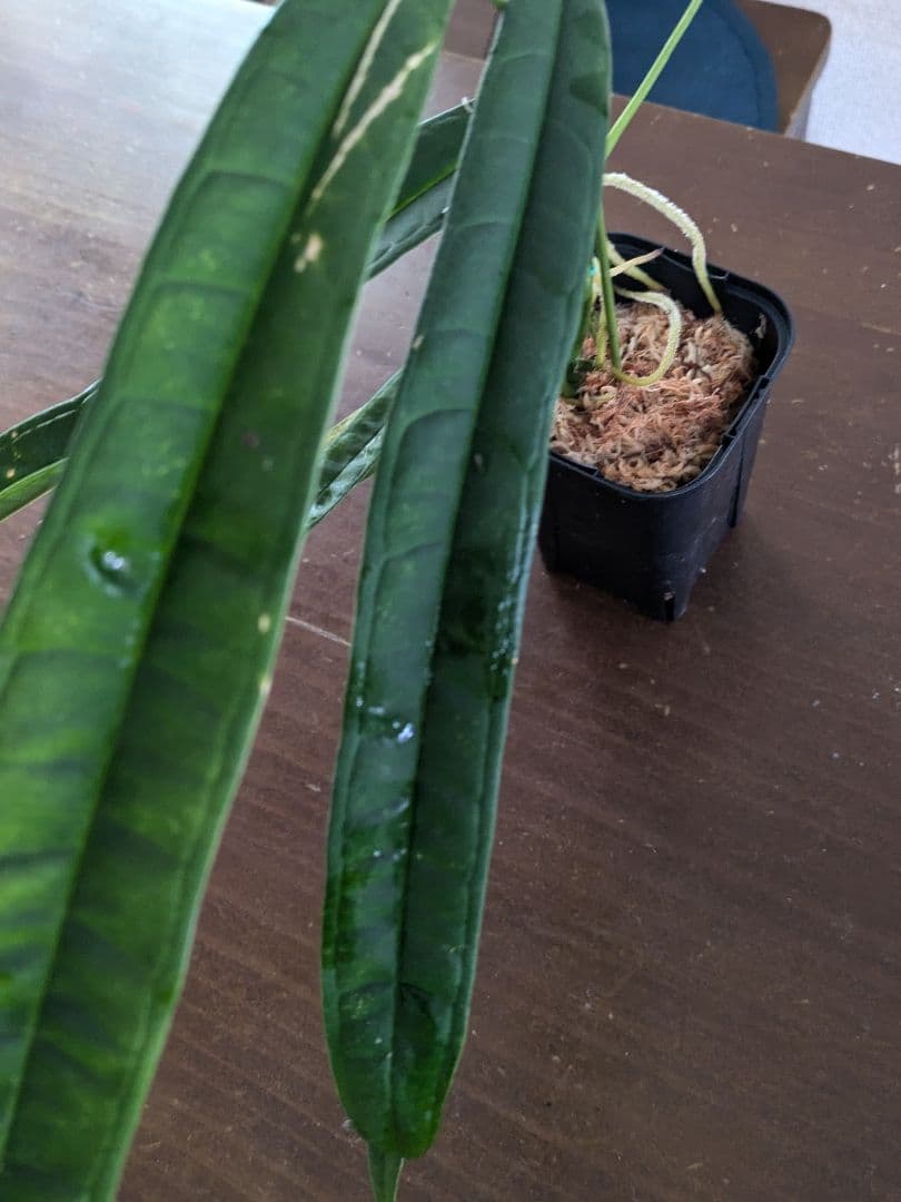 Anthurium lutheri　アンスリウム　原種　ルテリー