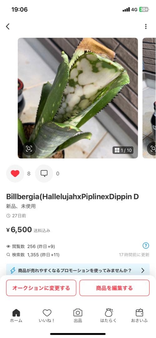Can　同梱値引き　Neoregelia Quantum Leapなど2苗