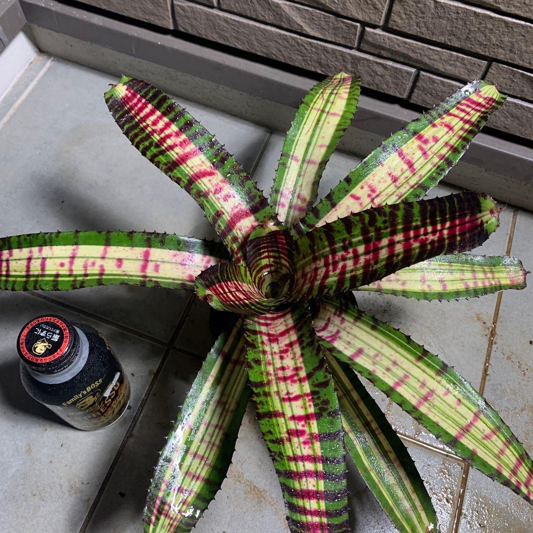 Can　同梱値引き　Neoregelia Quantum Leapなど2苗