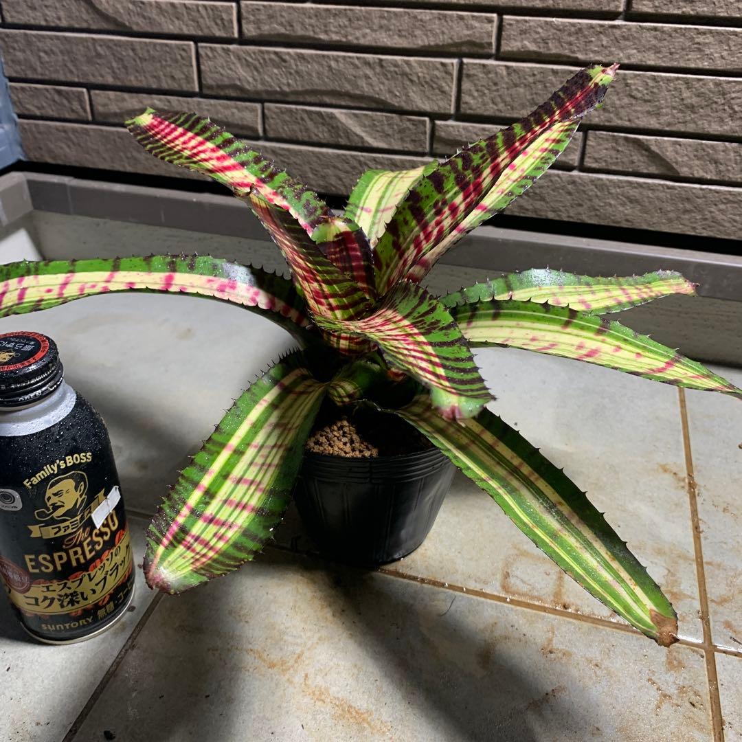 Can　同梱値引き　Neoregelia Quantum Leapなど2苗