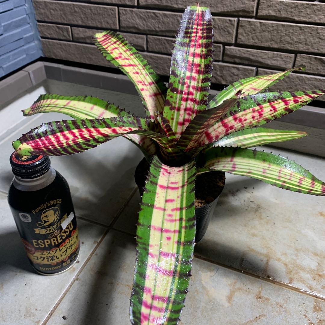 Can　同梱値引き　Neoregelia Quantum Leapなど2苗