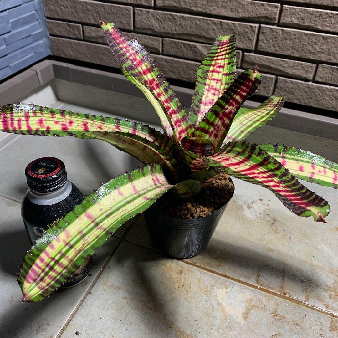 Can　同梱値引き　Neoregelia Quantum Leapなど2苗