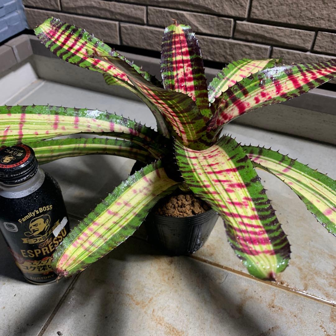 Can　同梱値引き　Neoregelia Quantum Leapなど2苗