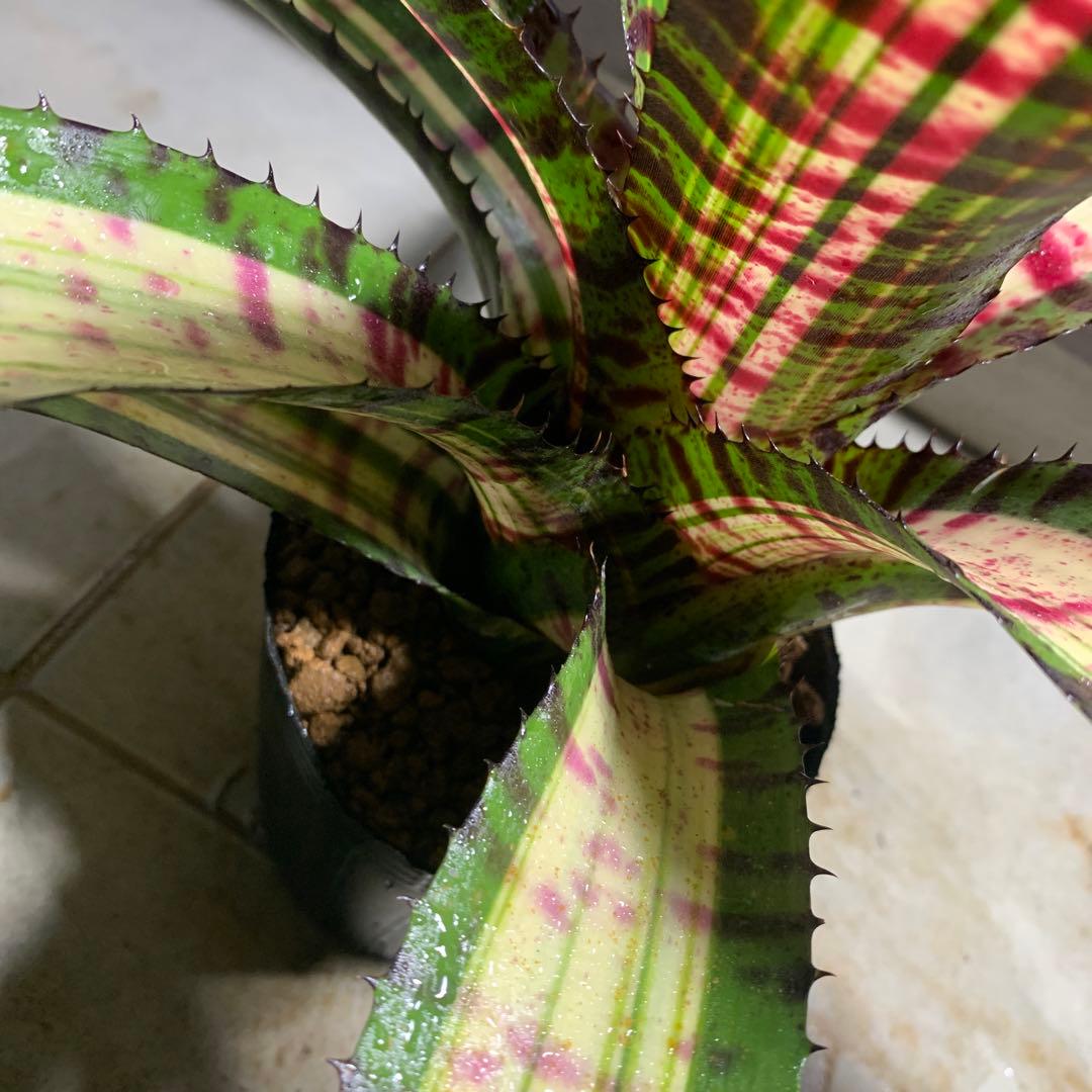 Can　同梱値引き　Neoregelia Quantum Leapなど2苗