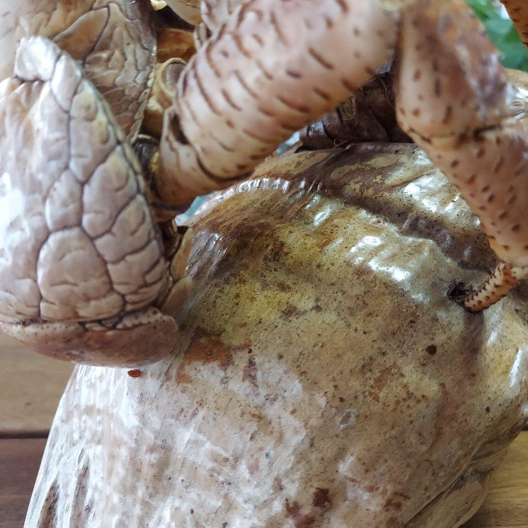 ハワイ　ヤシガニ剥製　ヤシガニとヤシノミ剥製