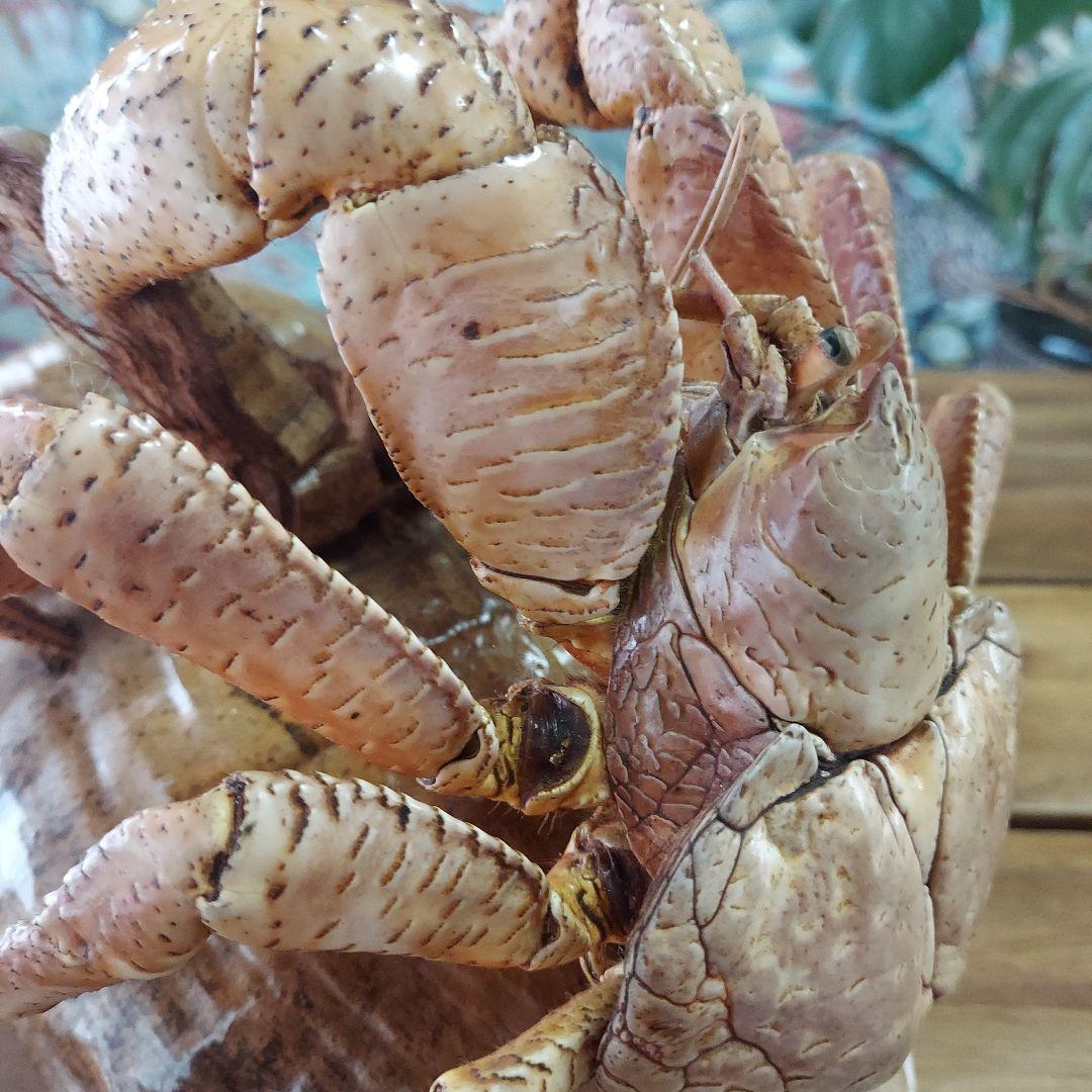 ハワイ　ヤシガニ剥製　ヤシガニとヤシノミ剥製