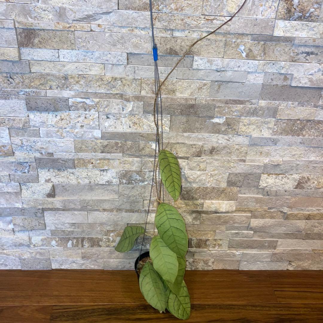 ホヤ カリストフィラ ジャイアント【現品・鉢付・タグ付・メルカリ便】サクララン