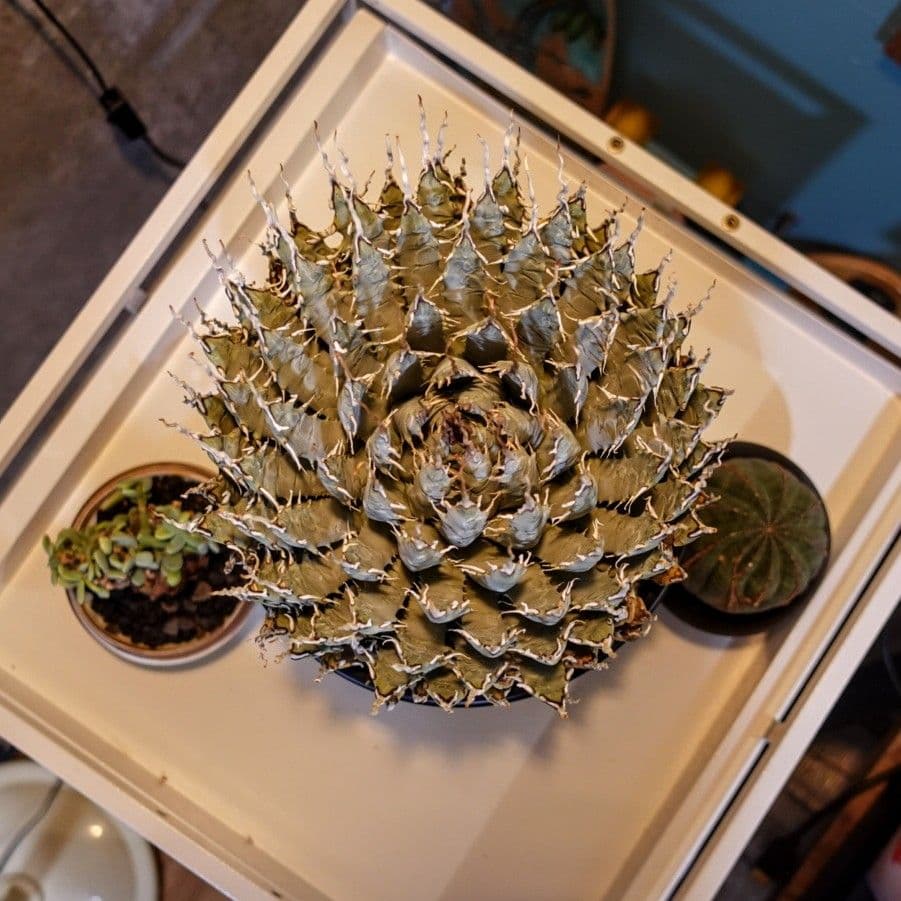 K*G様 【7号XXXLサイズ】発根屋史上最大級・最高のエボリスピナ・発根済の陽