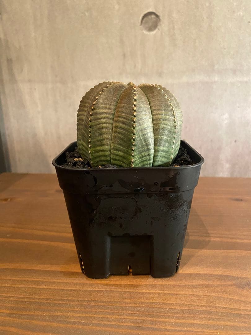 ユーフォルビア オベサ 大株