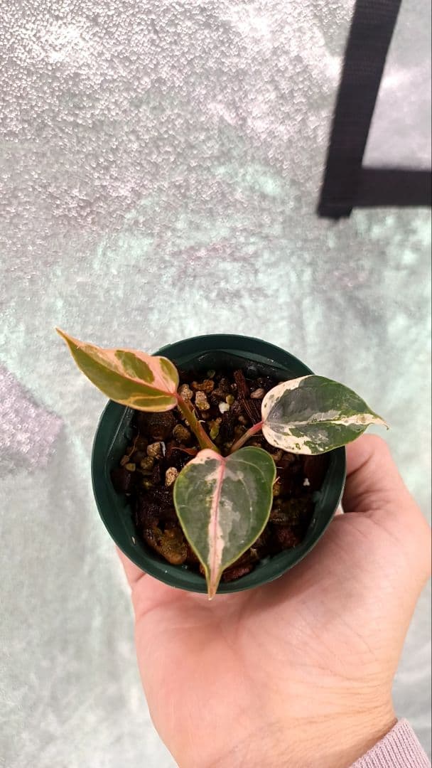 その他観葉植物 anthurium andraeanum variegata