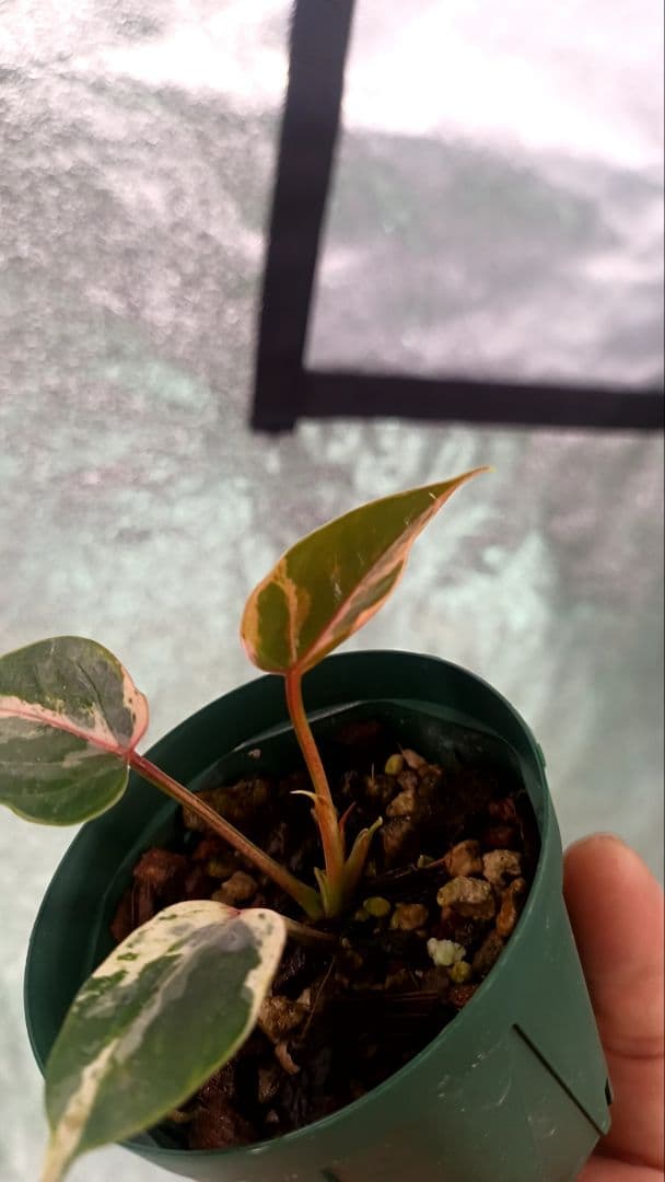 その他観葉植物 anthurium andraeanum variegata
