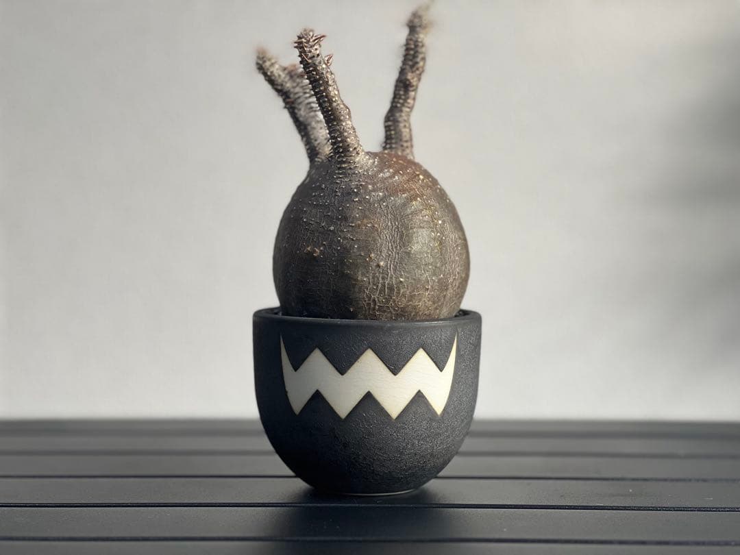 【休眠中】パキポディウム・グラキリス 現地球 VALIEM⑨