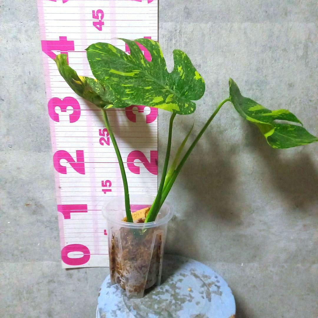 超絶希少 モンステラ デリシオーサ エレクトロライト