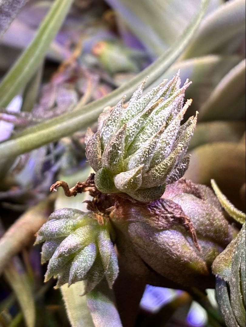 Tillandsia ionantha ‘Haselnuss' Koehres