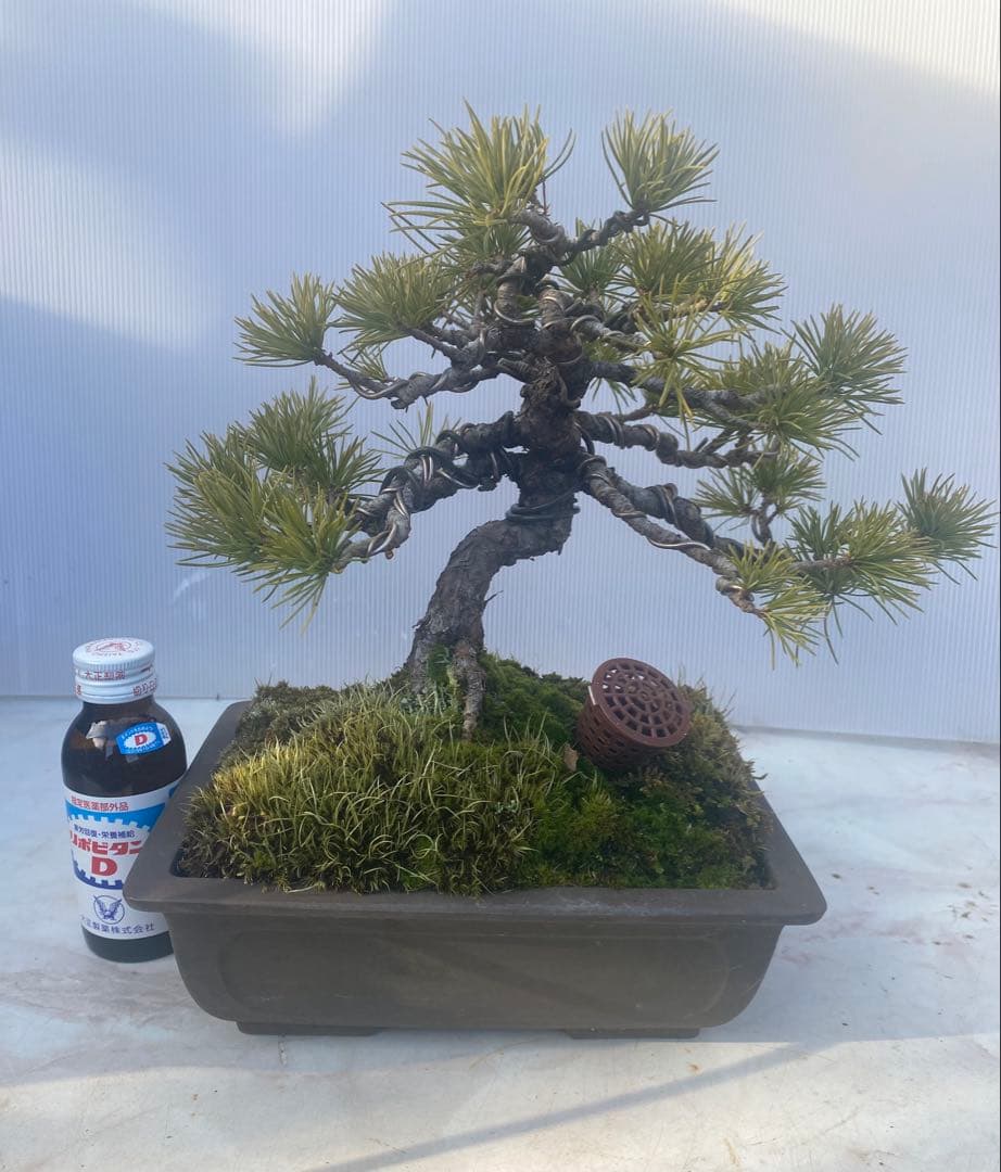 五葉松