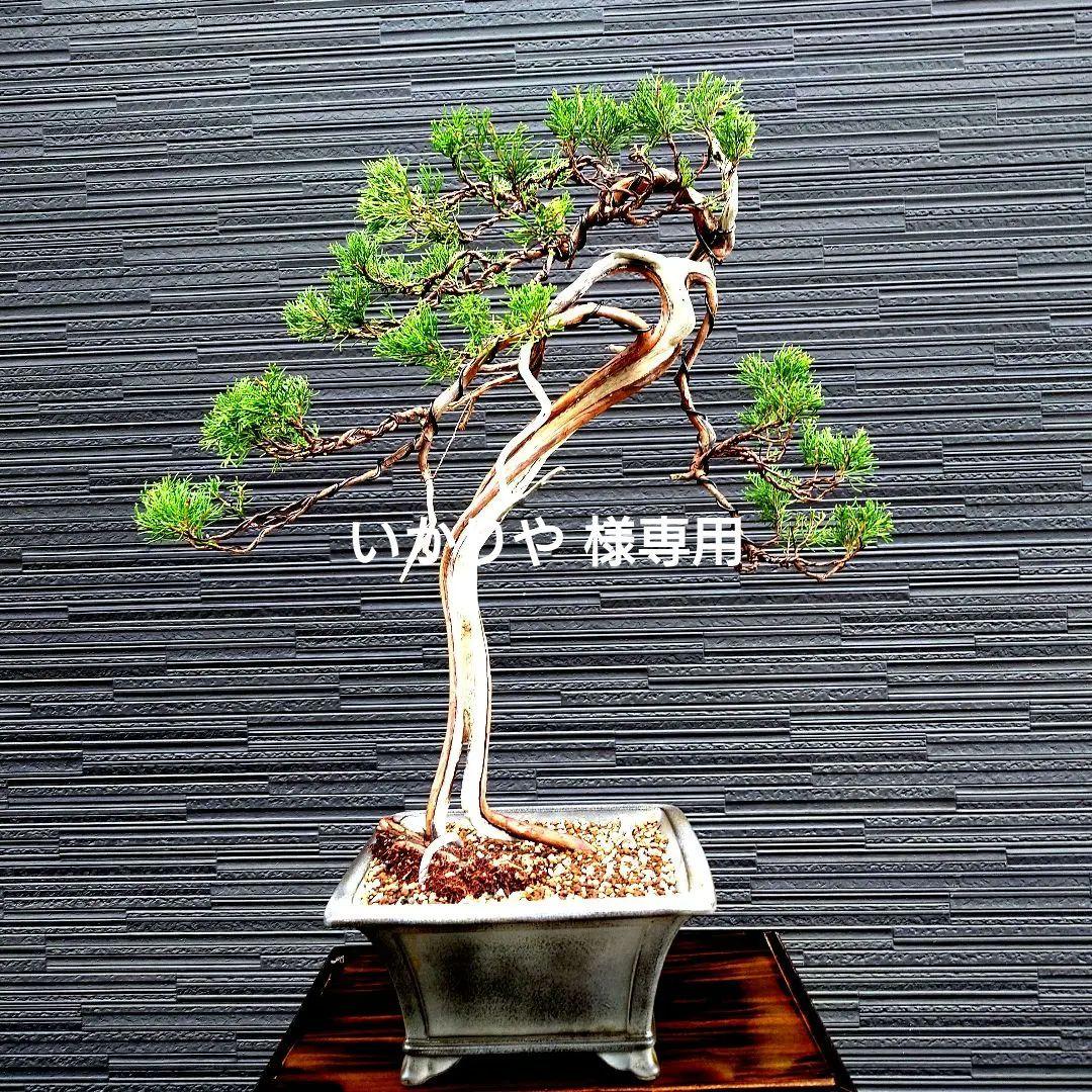 真柏　糸魚川　山木　松盆栽 皐月盆栽　いかりや