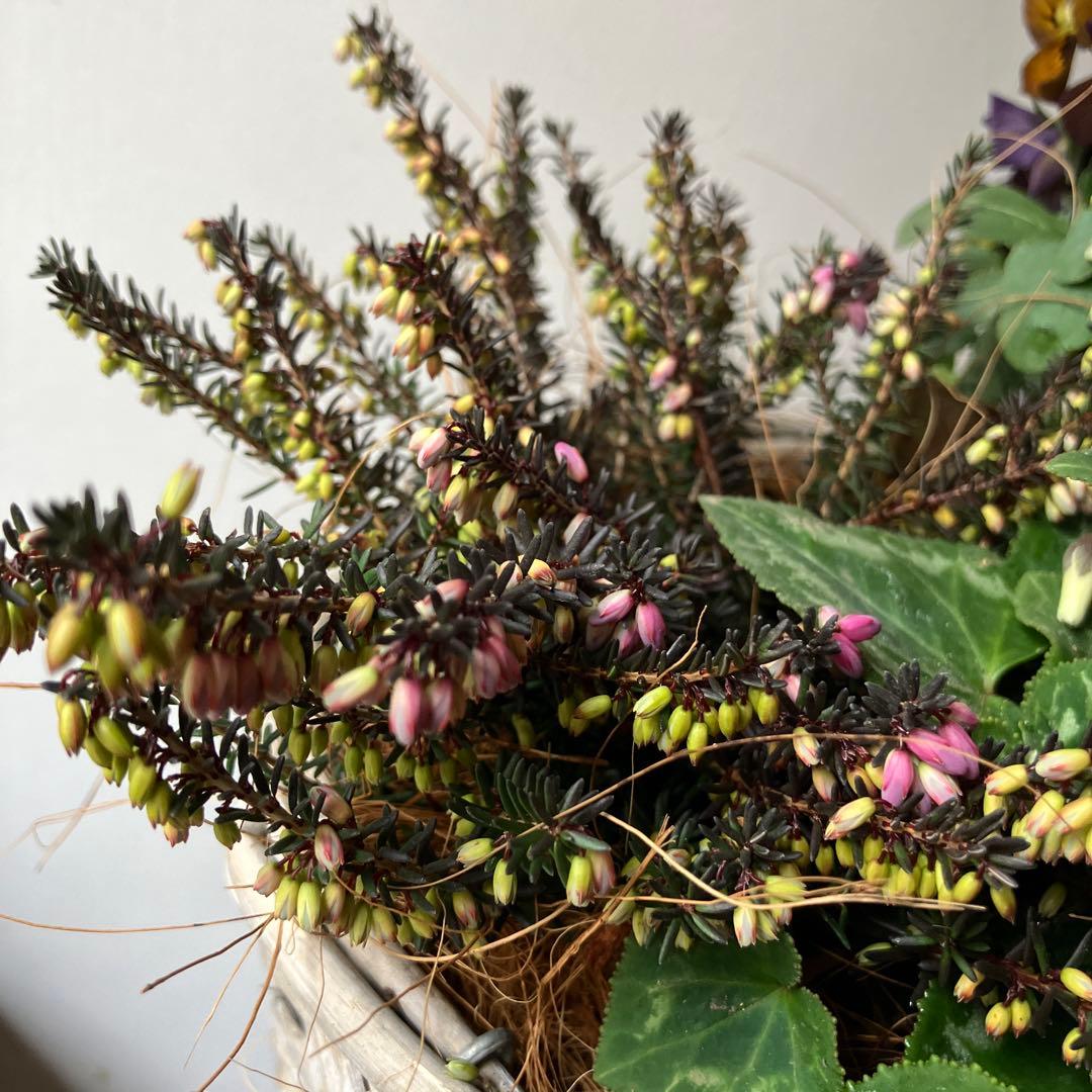バスケット寄せ植え パンジー、ビオラ　、シクラメン、 冬〜春の寄せ植え