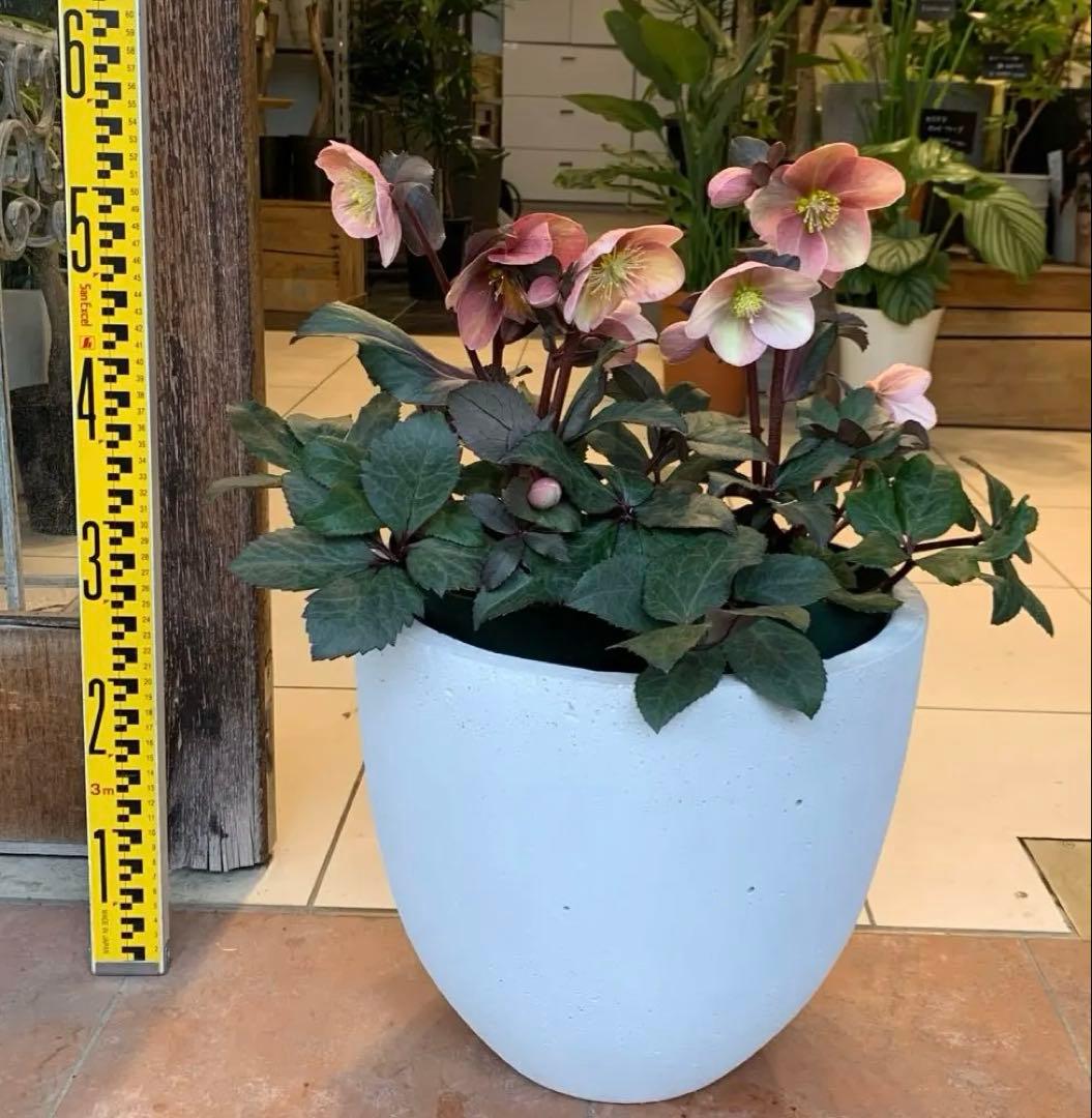 クリスマスローズ ピンクフロスト ファイバー鉢