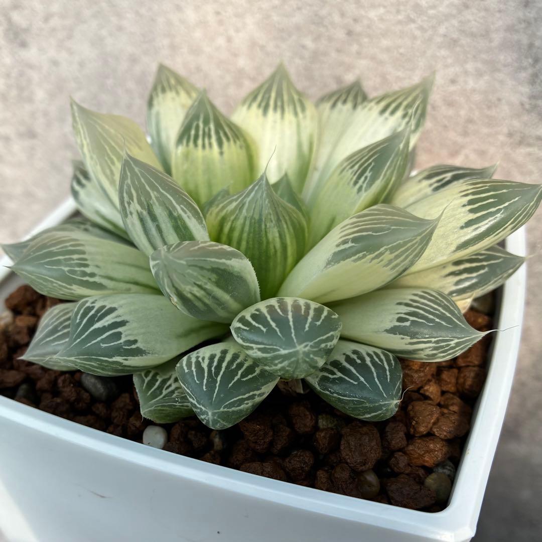 白蛇伝　ハオルチア　多肉植物　オブツーサ錦