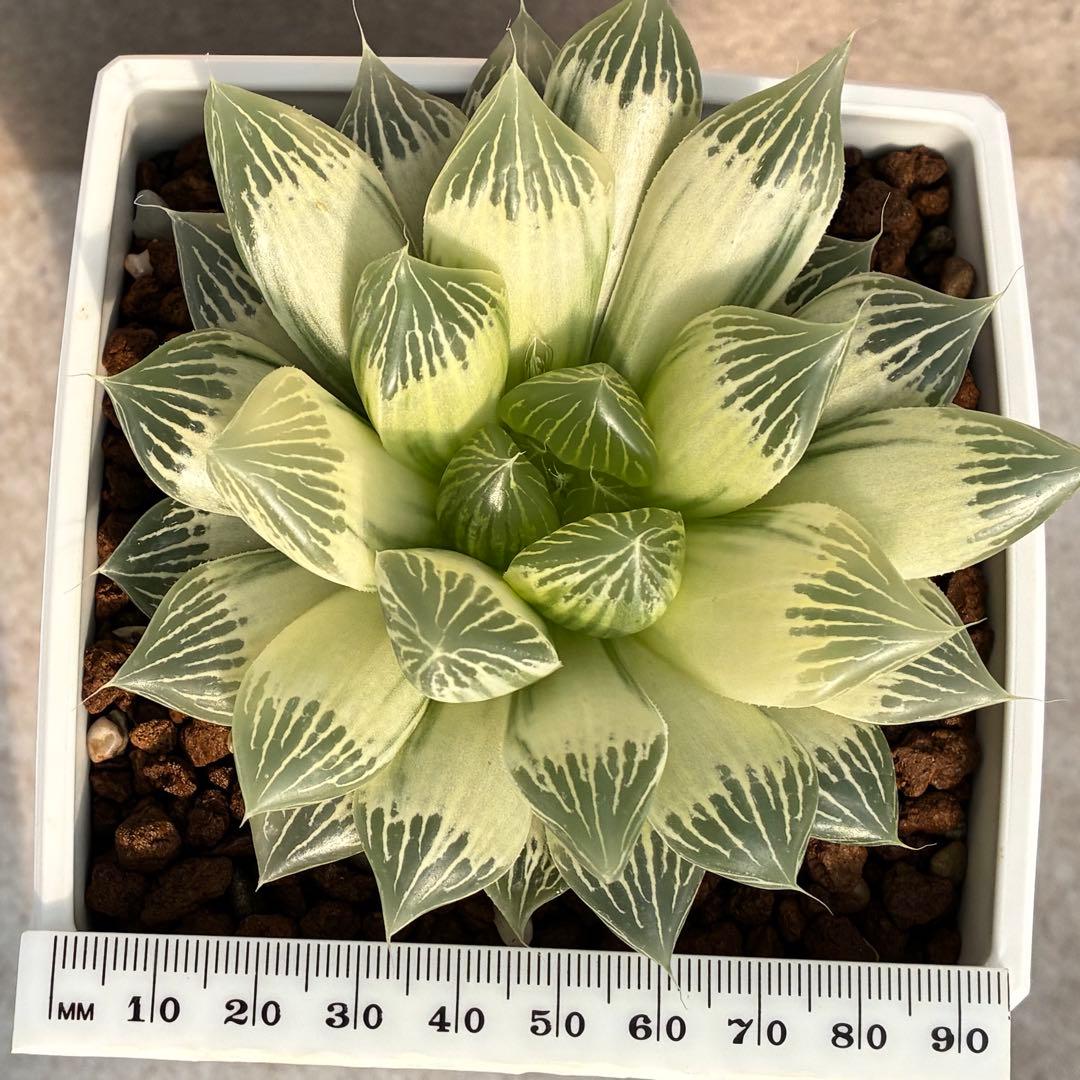 白蛇伝　ハオルチア　多肉植物　オブツーサ錦