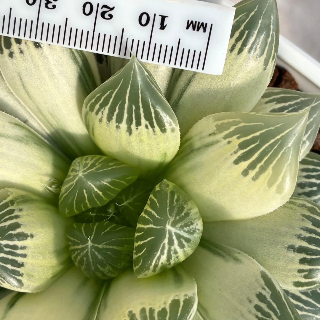 白蛇伝　ハオルチア　多肉植物　オブツーサ錦