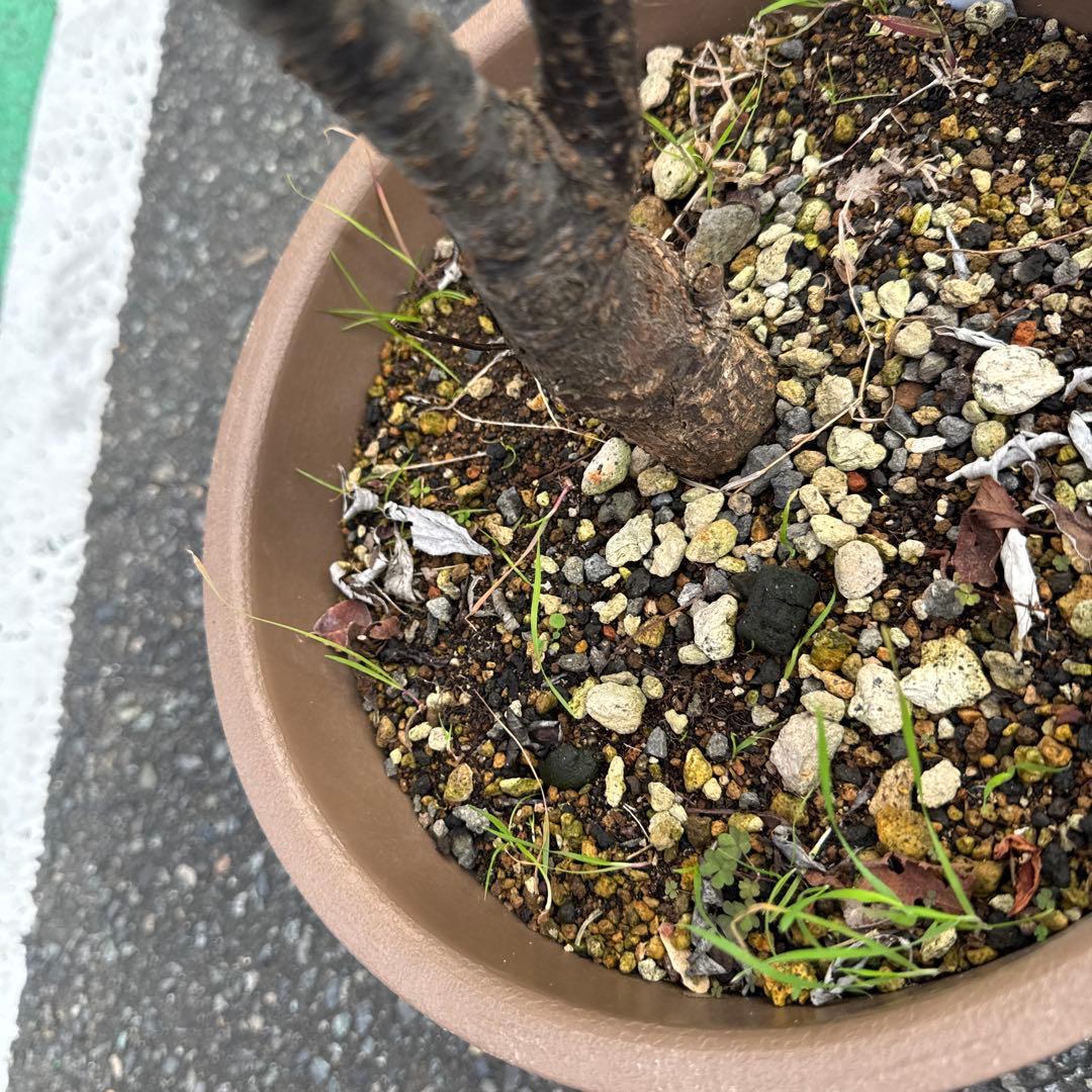 紅葉すもも　苗　チェリープラム　ハリウッドプラム　鉢植え