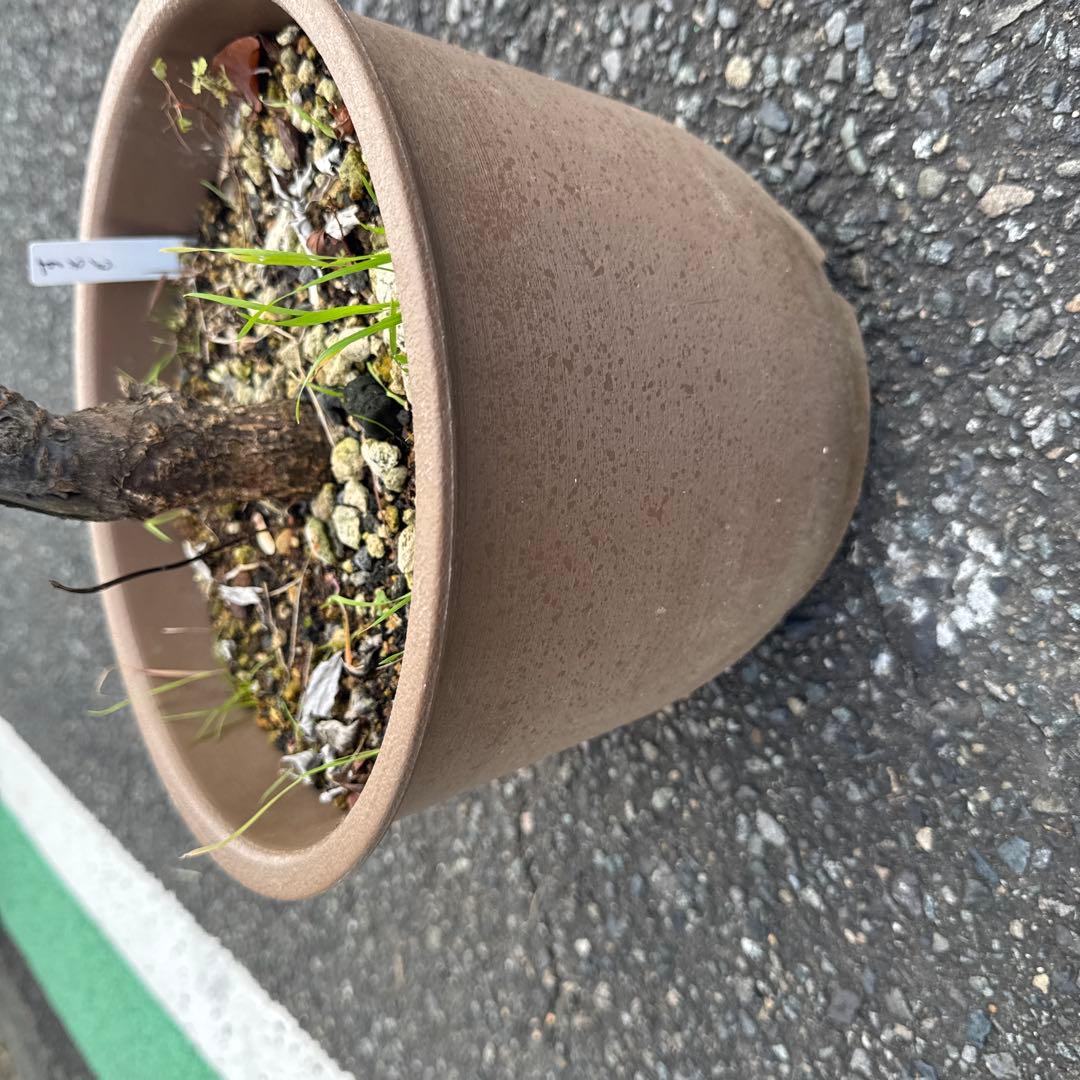 紅葉すもも　苗　チェリープラム　ハリウッドプラム　鉢植え
