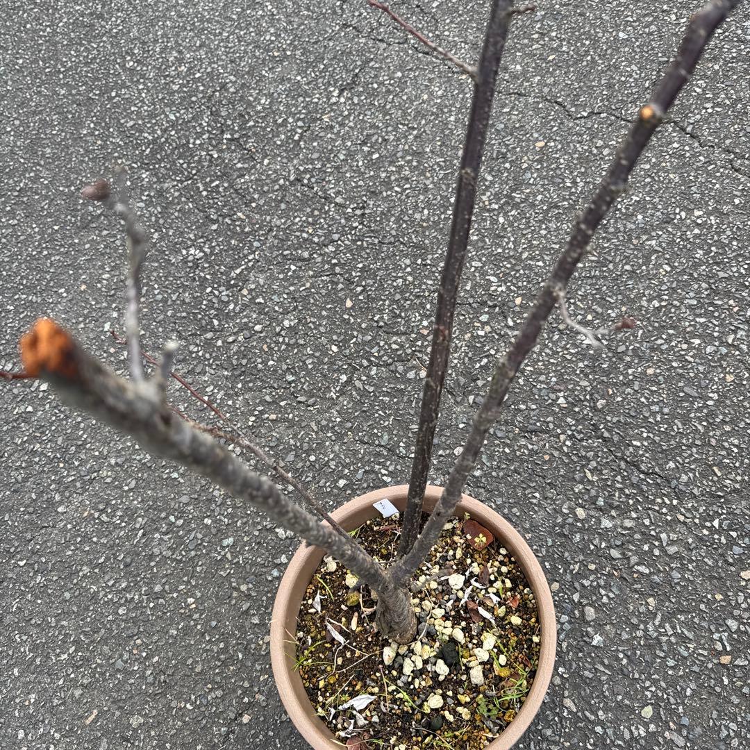 紅葉すもも　苗　チェリープラム　ハリウッドプラム　鉢植え
