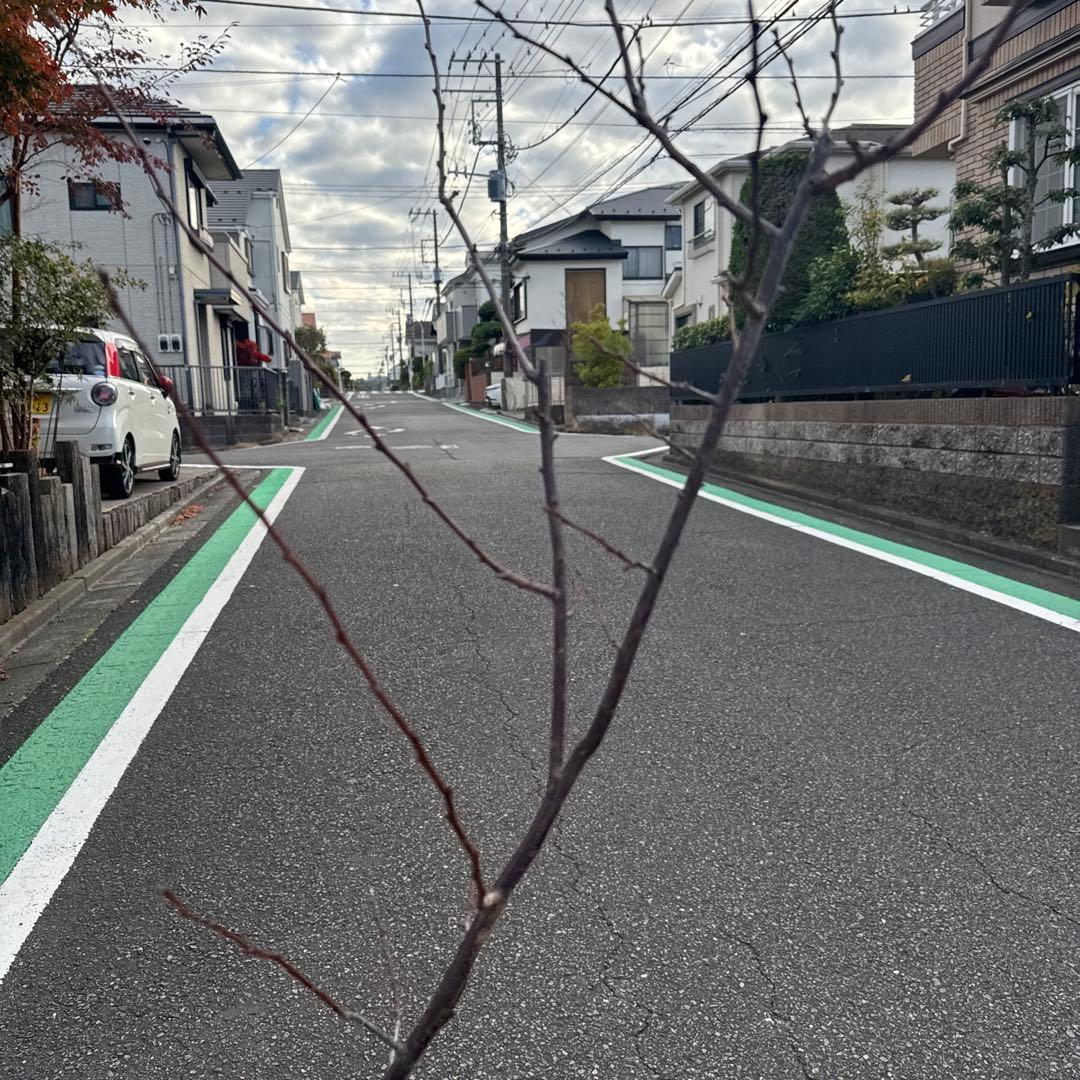 紅葉すもも　苗　チェリープラム　ハリウッドプラム　鉢植え
