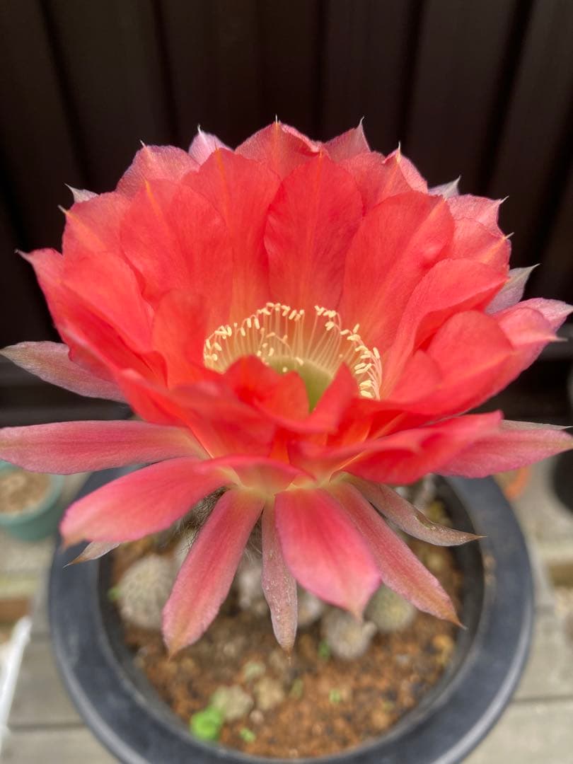 専用ページです！花サボテン カキコ2個♬