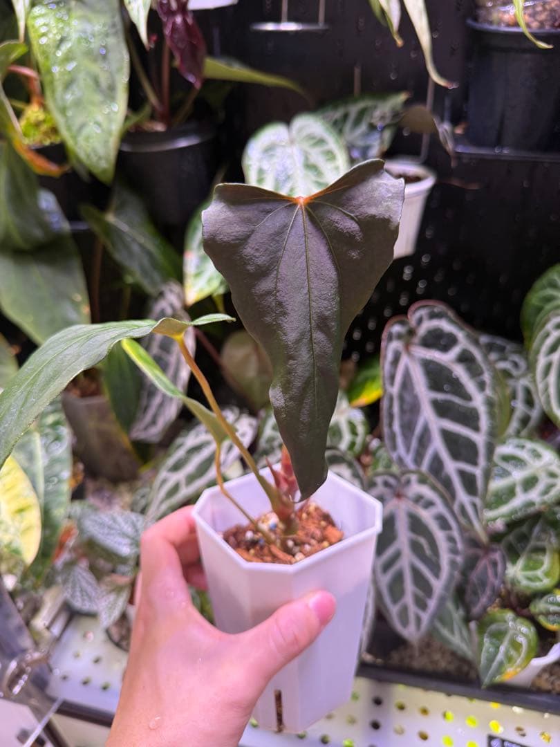 Anthurium Papi. FS（indo）/ Portillae X RL