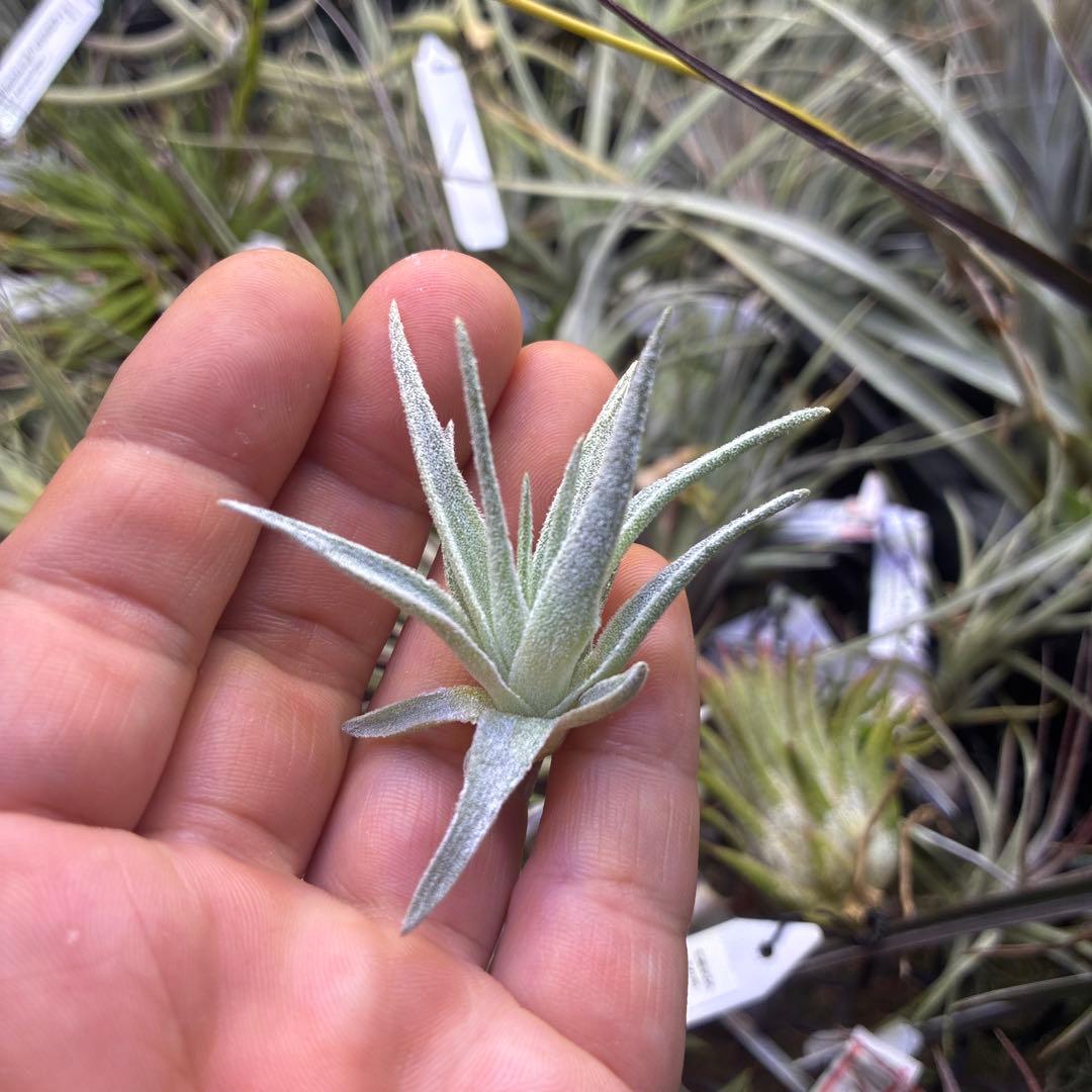 Tillandsia 'Lavender Frost' ティランジア