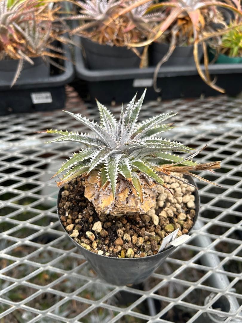 DBディッキア Dyckia Arizona x BS small #118 ⑹