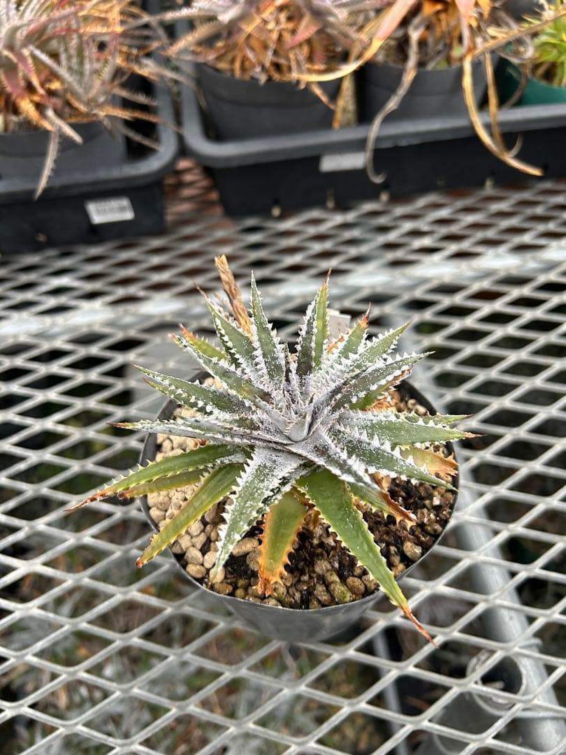 DBディッキア Dyckia Arizona x BS small #118 ⑹