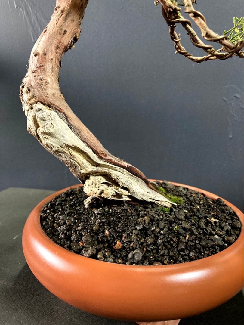 真柏盆栽 貴風
