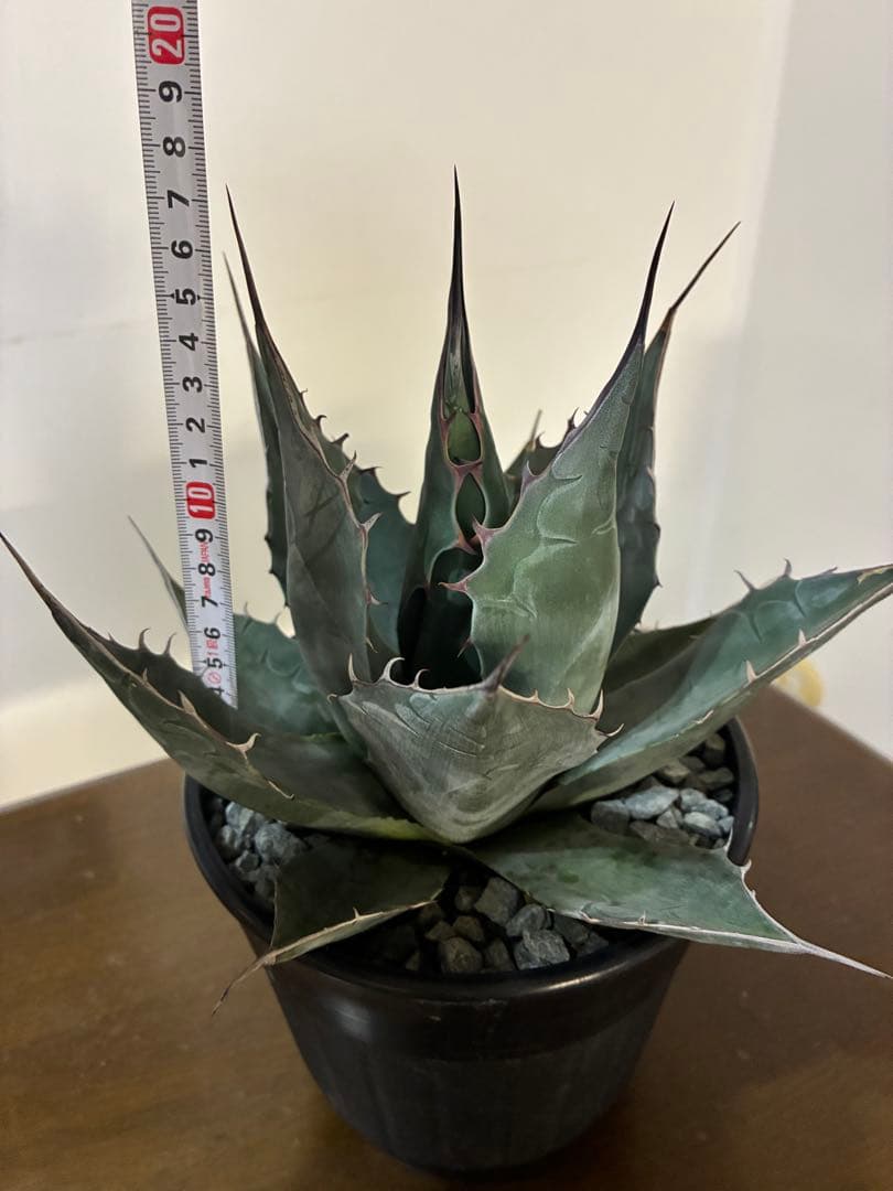 （ロロ）アガベ　パラサナグローブ大株　鉢ごと発送