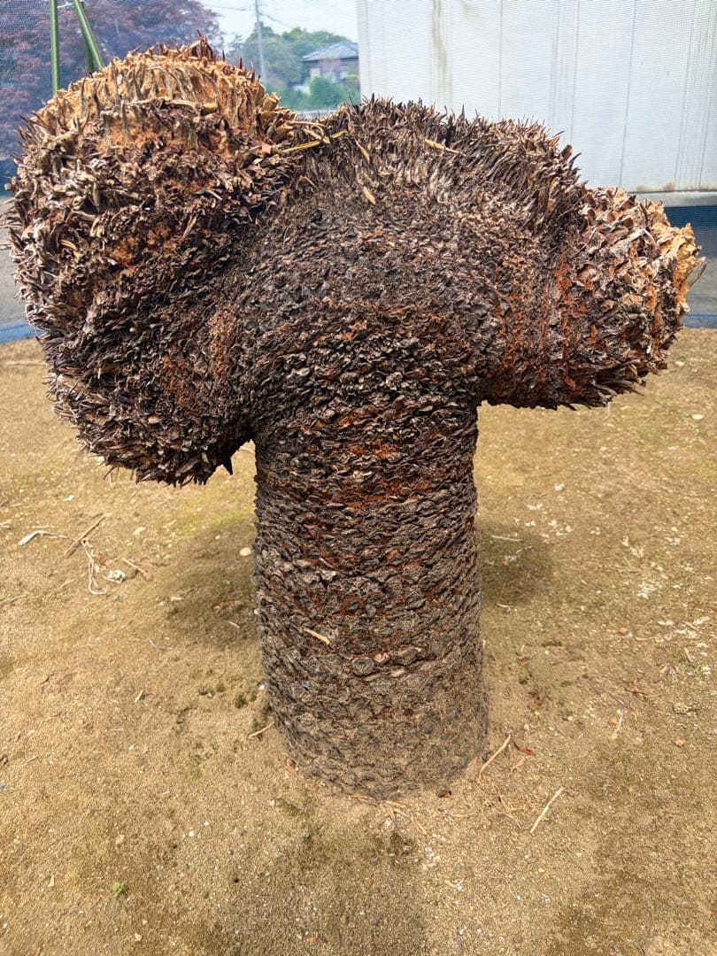 ソテツ　獅子蘇鉄　蘇鉄　獅子ソテツ　相当数所有
