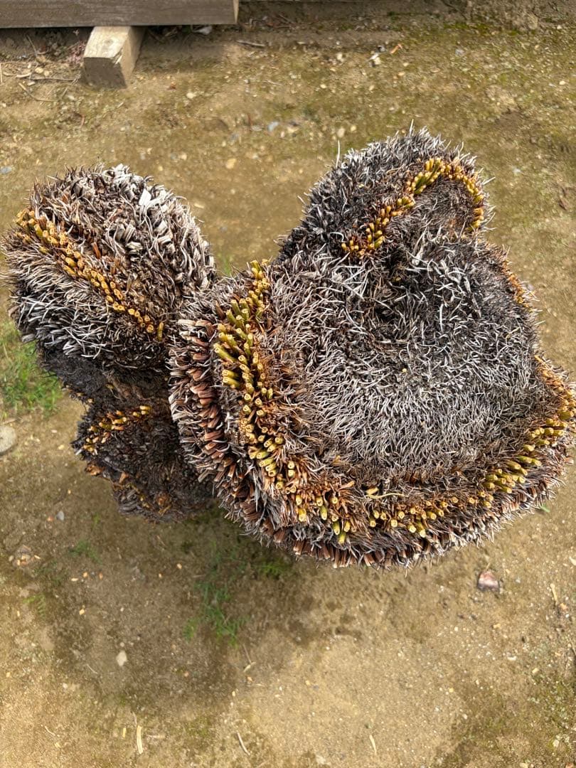 ソテツ　獅子蘇鉄　蘇鉄　獅子ソテツ　相当数所有