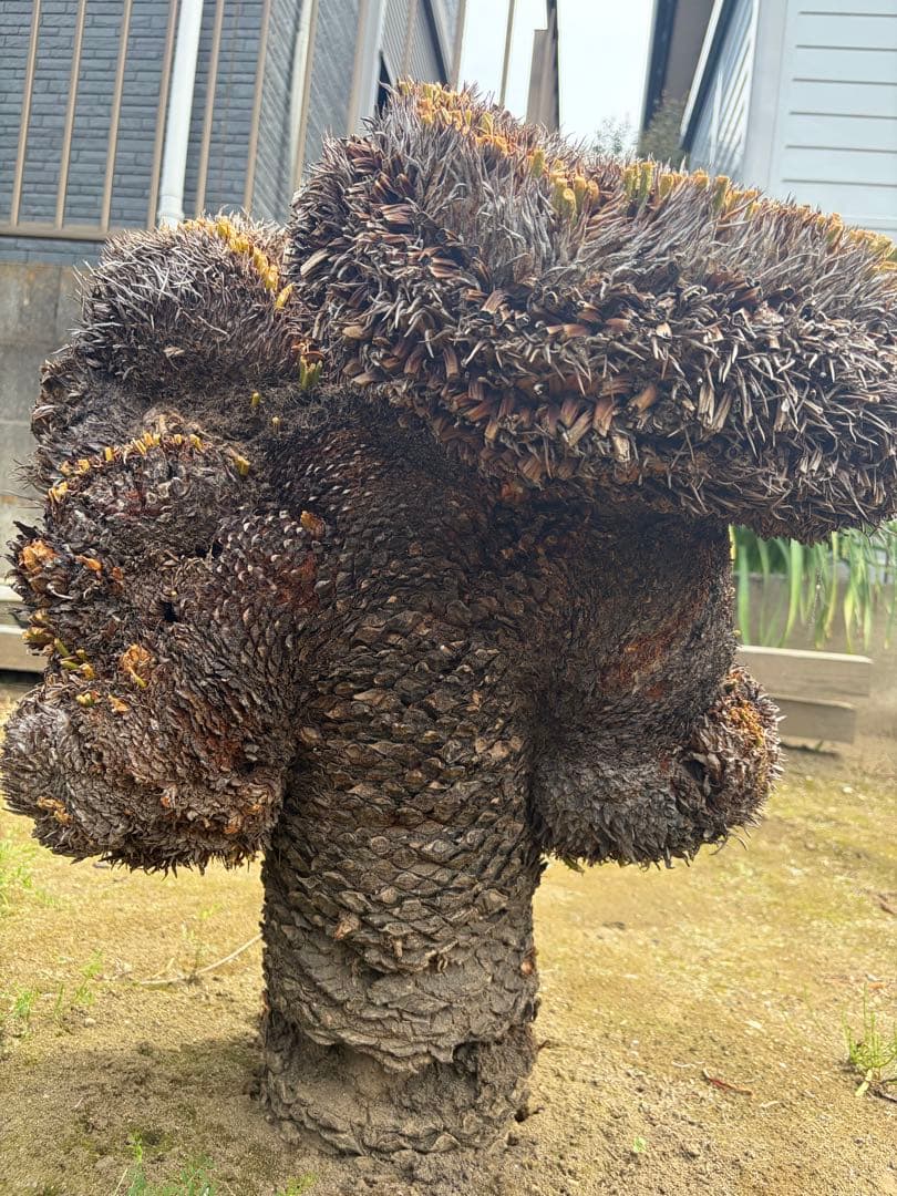 ソテツ　獅子蘇鉄　蘇鉄　獅子ソテツ　相当数所有
