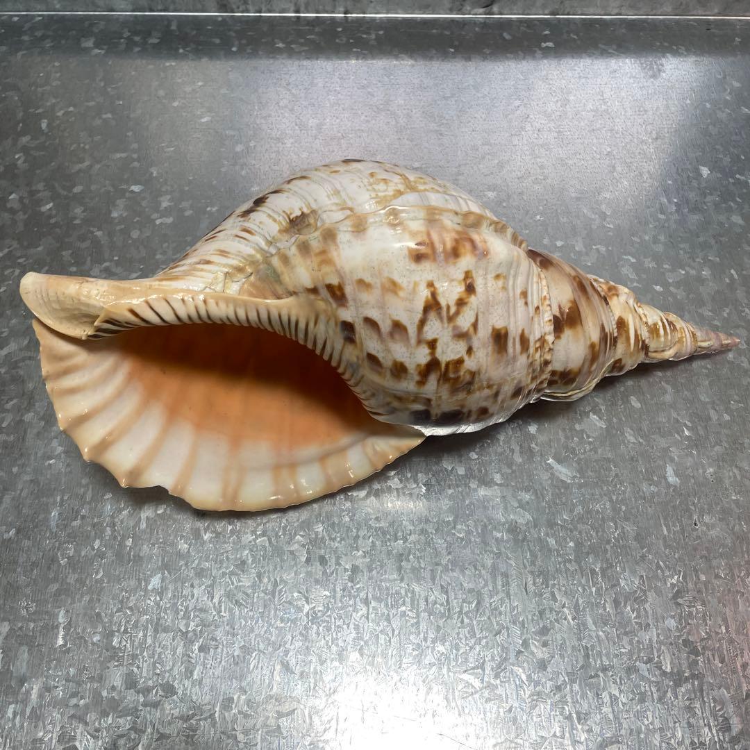 ホラ貝