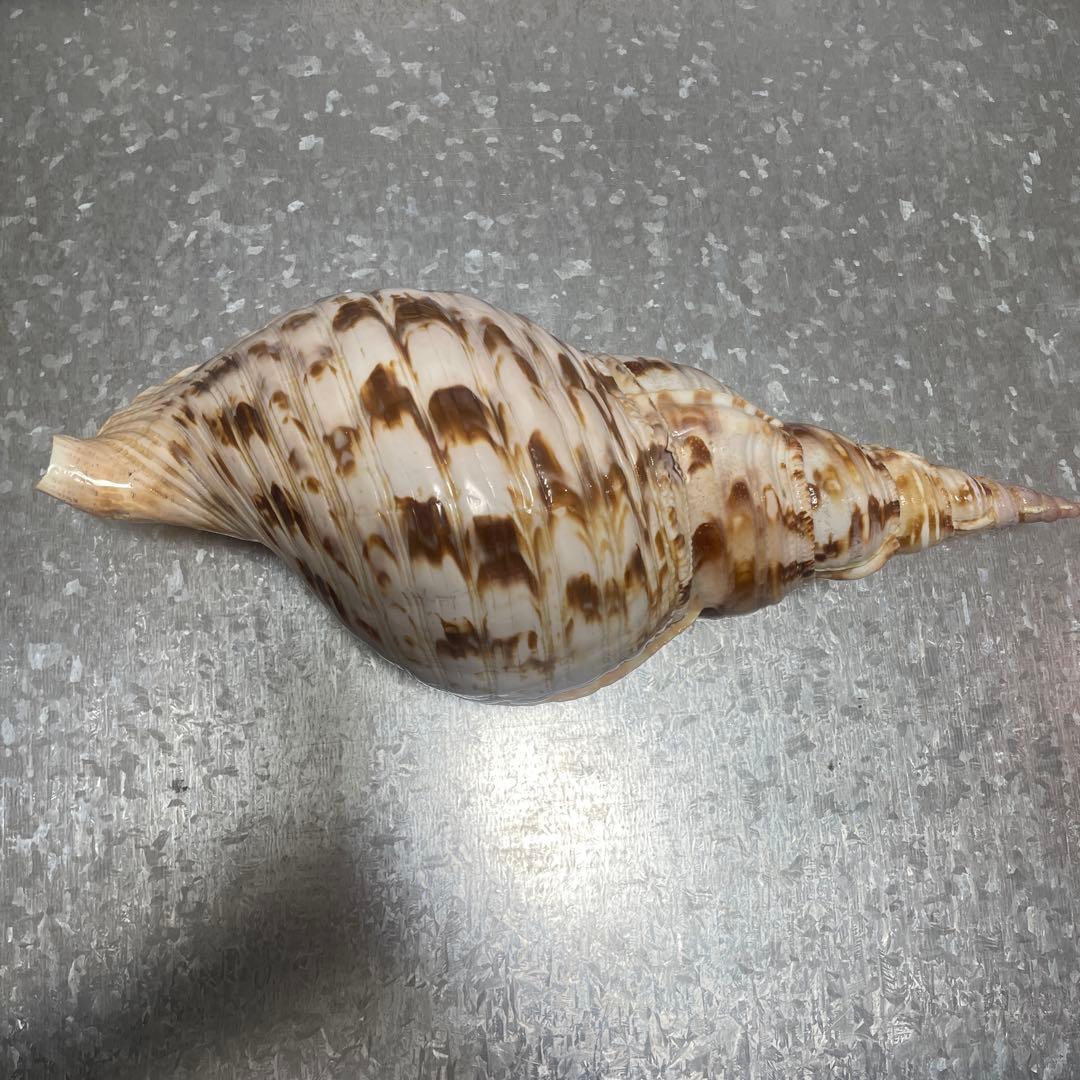 ホラ貝