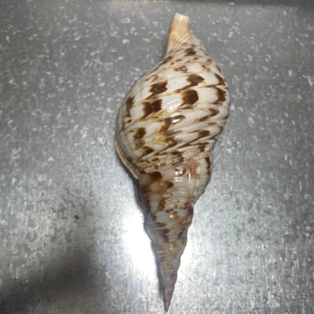 ホラ貝