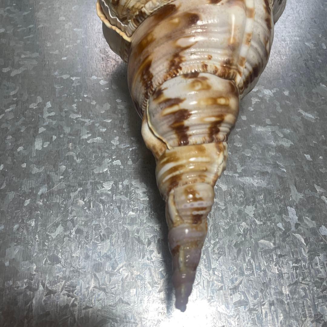 ホラ貝