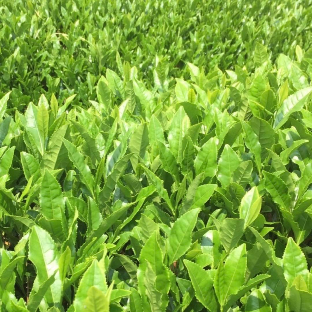 八女茶，緑茶(特上煎茶)1000円10袋 ライラ(午前中着)