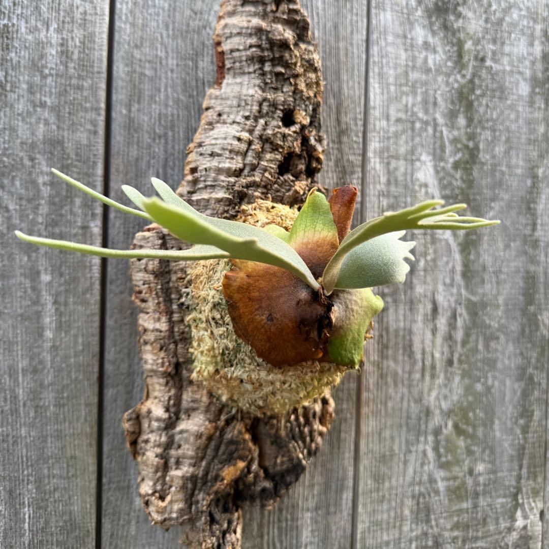 P.willinckii jade girl sporeling ビカクシダ